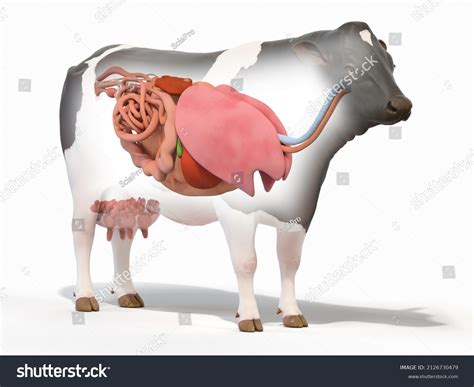 534 Cow Internal Organs Images, Stock Photos & Vectors | Shutterstock