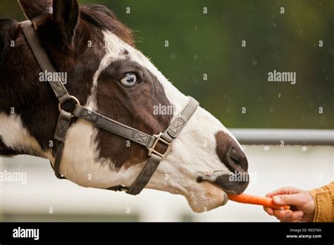 Horse eating a carrot Stock Photo - Alamy