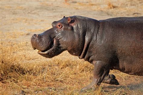 How Fast Are Hippos On Land : With a top speed of more than 30 kilometres per hour, hippos can ...