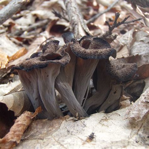 Craterellus cornucopioides - a photo on Flickriver