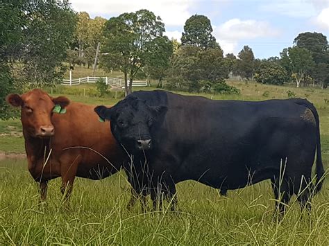 Australian Lowline Cattle Association - ALCA