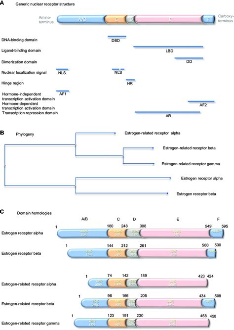 Generic nuclear receptor structure, and estrogen receptor family... | Download Scientific Diagram