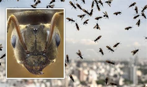 Flying ants infestation: Why do flying ants appear, and why do we get ...