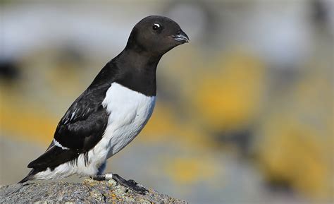 Little Auk by Richard Collier - BirdGuides