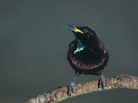 Victoria's Riflebird - Arnold Faulks Photography