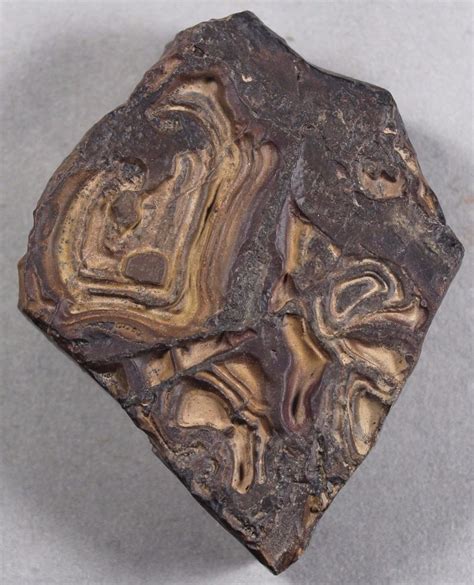 PRECAMBRIAN MOROCCO STROMATOLITE FOSSIL POLISHED FREESTANDING SPECIMEN (200) | Fossil, Specimen ...