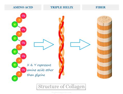 Collagen Protein - Benefits, Function, Sources, Types