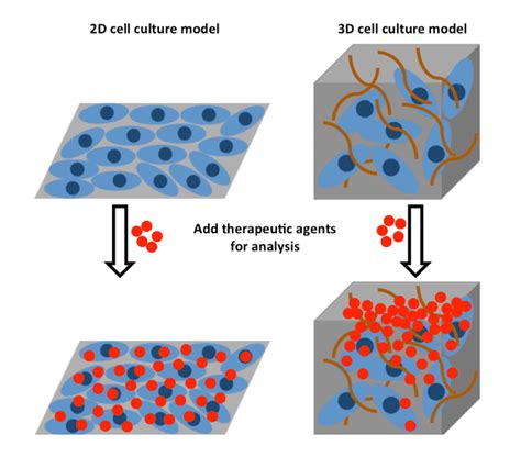 2d cell culture vs 3d cell culture metabotype