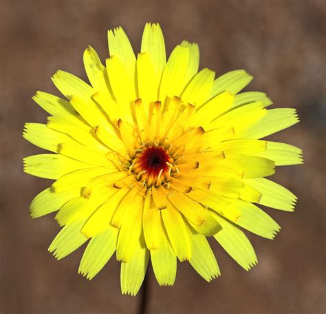 The Herb Gardener: How to Grow Dandelion (Taraxacum officinale)