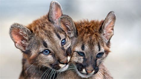 2 Florida panther cubs found dead, wildlife officials say – 102.3 WBAB