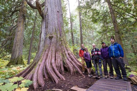 Ancient Forest/ Chun T'oh Whudujut Provincial Park - Ancient Forest Alliance