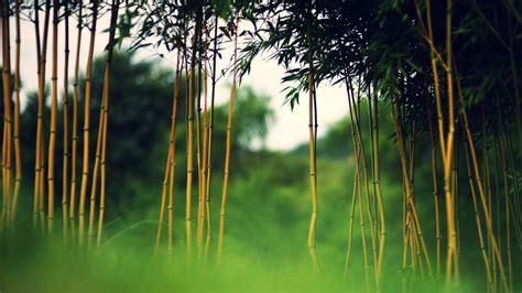 🔥 Download Bamboo Computer Wallpaper Desktop Background Id by ...