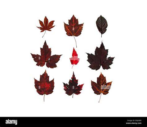 Japanese maple garnet Cut Out Stock Images & Pictures - Alamy