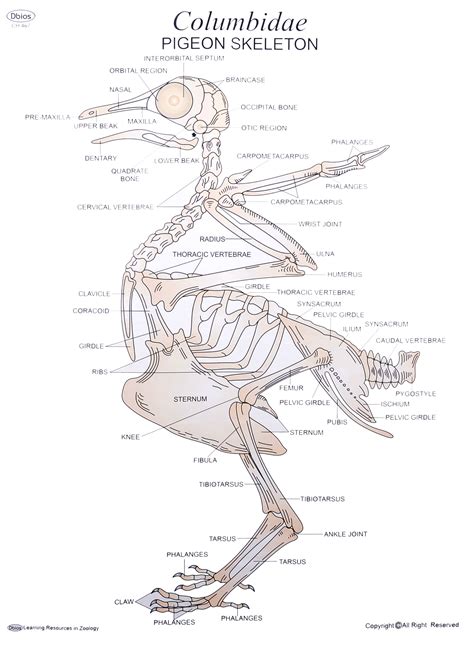 CH 467 PIGEON SKELETON | Dbios Charts