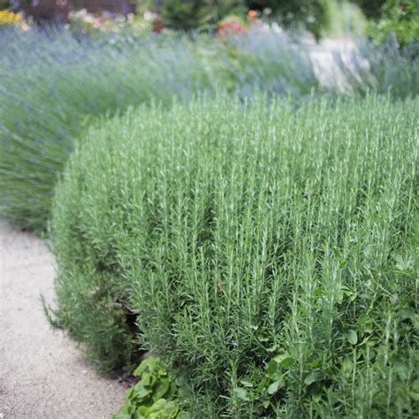 Rosemary 'Tuscan Blue' | Rosemary plant, Shrubs, Evergreen shrubs