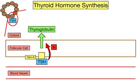 Thyroid Hormone Synthesis Pathway: Step-By-Step Flow Chart — EZmed