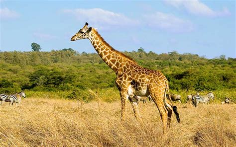 Giraffe Habitat and Distribution - Giraffe Facts and Information