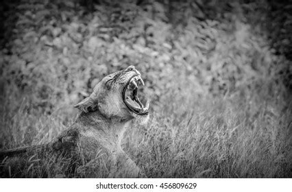 Lion Roaring Black White Stock Photo 456809629 | Shutterstock