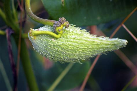 Free Milkweed Seed Pod Stock Photo - FreeImages.com