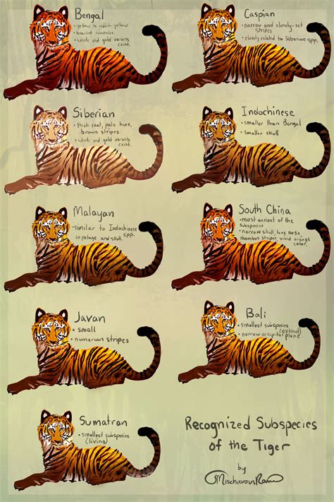 Tiger Subspecies by MischievousRaven on DeviantArt