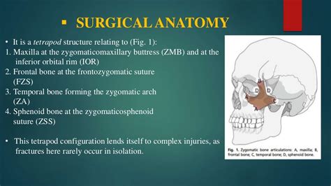 Zmc fractures part 1