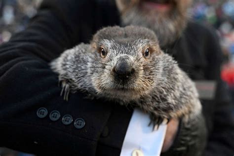 Felicia Ryan Buzz: Punxsutawney Groundhog Day 2024 Tickets