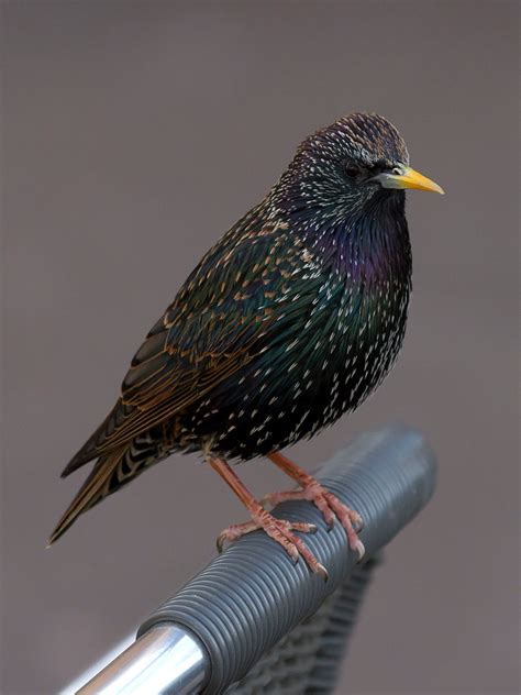 Eurasian Starling | Common starling, Starling, List of birds