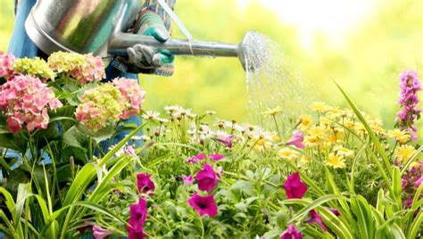 Watering the flowers