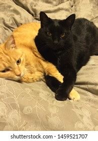 Black Orange Tabby Cats Cuddling Stock Photo 1459521707 | Shutterstock