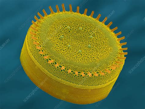 Cyclotella sp., SEM - Stock Image - C032/1149 - Science Photo Library