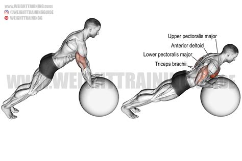 Stability ball push-up exercise instructions and video | Weight ...