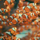 Clownfish aesthetic wallpaper | ShopLook