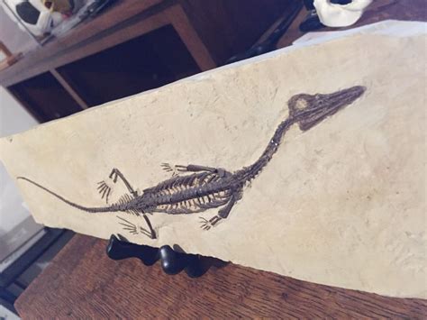 Mesosaurus Fossil Replica | #1799458657