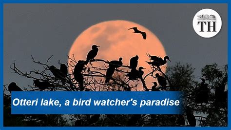 Otteri lake, a bird watcher's paradise - YouTube