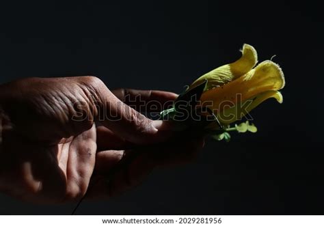 Hand Holding Flower Dark Black Background Stock Photo 2029281956 | Shutterstock