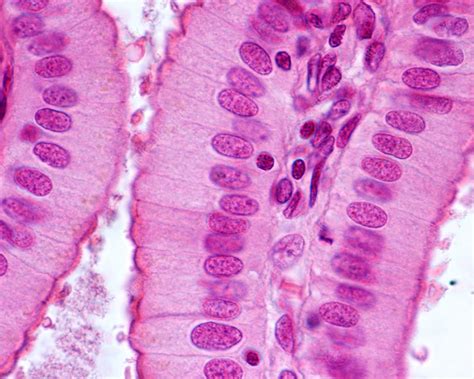 Simple columnar epithelium, light micrograph - Stock Image - C052/8835 ...