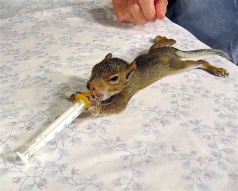 Squirrel Rehabilitation Donations for Wildlife Conservation