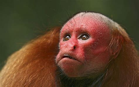 Monos rojos huapo | Weird looking animals, Uakari, Animals