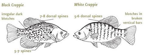 Black Crappie and White Crappie (from NC WINS) | NCpedia