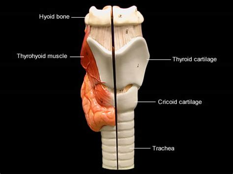 Larynx L2