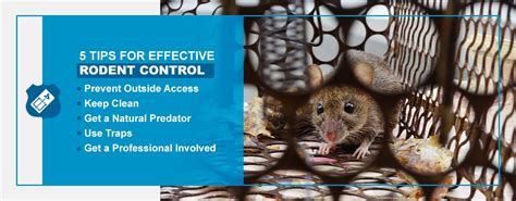 Effective Rodent Control Tips - Pestech