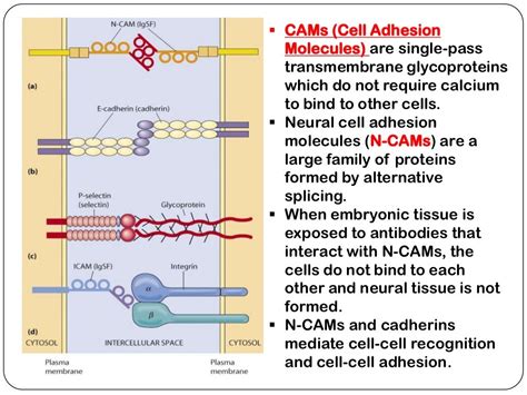 Adhesion molecules