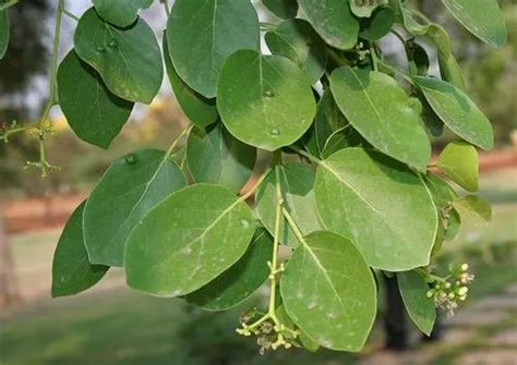 Cordia Myxa Lasura Tree Leaves, Packaging Type: Loose at Rs 1500/kg in ...