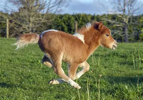 Miniature Horse As Pet? 13 Interesting Things You Should Know – AnimalHow.com