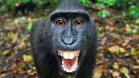The Funkiest Monkeys | Full Episode | Nature | PBS