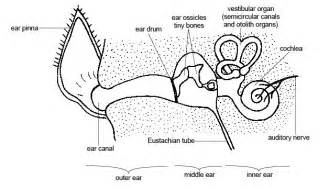 Anatomy and Physiology of Animals/The Senses - Wikibooks, open books ...