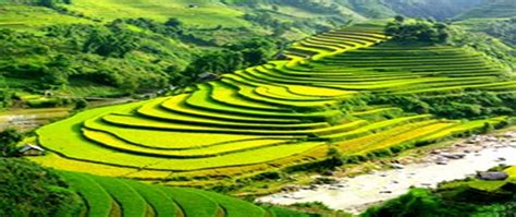 Understanding about Vietnam Agriculture