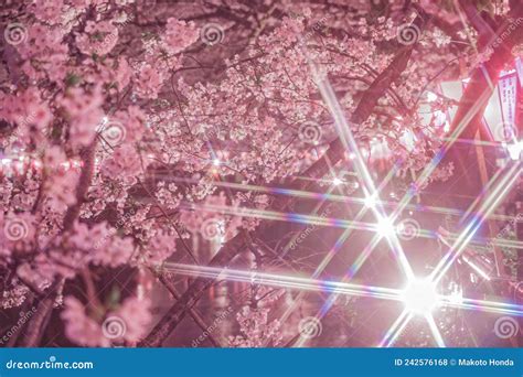 Meguro River Night Sakura (Nakameguro) Stock Photo - Image of lantern ...