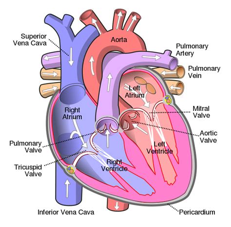 File:Diagram of the human heart (cropped).svg - Wikipedia