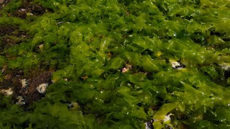 Sea Lettuce: A Nutrient-Rich Algae Offering Surprising Health Benefits - Fruit Therapies